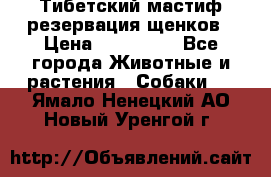 Тибетский мастиф резервация щенков › Цена ­ 100 000 - Все города Животные и растения » Собаки   . Ямало-Ненецкий АО,Новый Уренгой г.